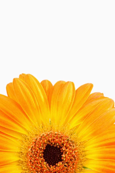 Turuncu bir ayçiçeği üzerinde kapat — Stok fotoğraf
