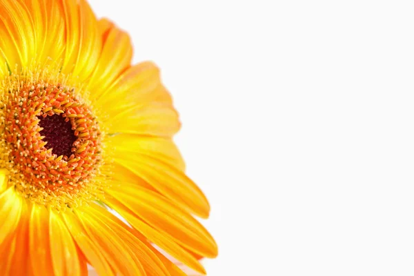 Turuncu bir ayçiçeği üzerinde odaklanmak — Stok fotoğraf