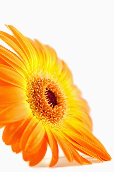 Vista lateral de um girassol cor de laranja — Fotografia de Stock
