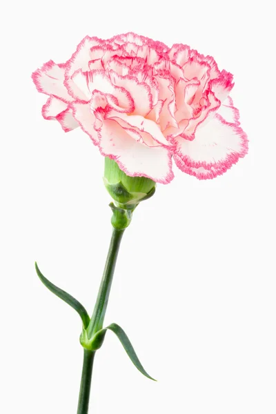 Primo piano di un garofano bianco e rosa — Foto Stock