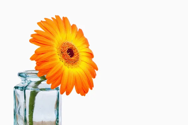 Close-up de um girassol laranja em um frasco de vidro — Fotografia de Stock