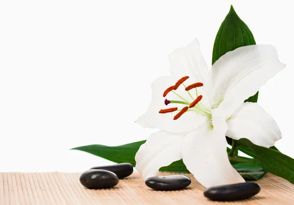 Witte hibiscus omgeven door zwarte stenen — Stockfoto