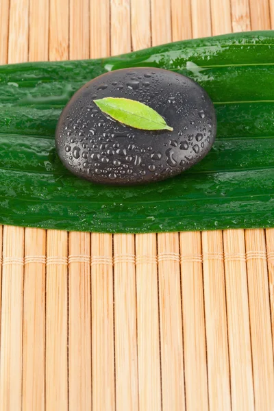 Close up of a small leaf on a black stone on a bigger leaf — Stock Photo, Image