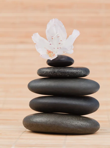 White orchid on a black stones stack — Stock Photo, Image