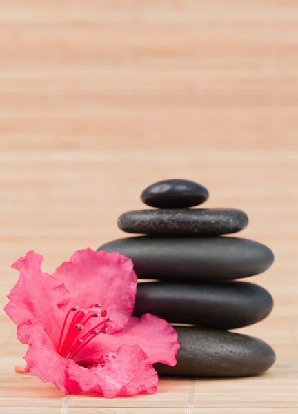 검은 돌 스택 옆 분홍색 난초 — 스톡 사진