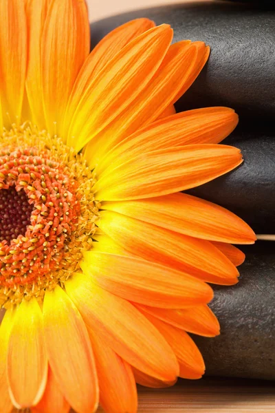Close up of a black stones stack and an orange sunflower — Stok fotoğraf