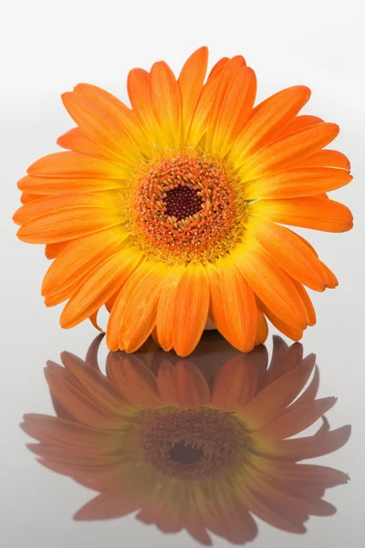 Close up of an orange gerbera on a mirror — Stock Photo, Image