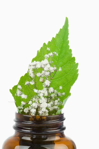 Leaf and flowers in a small bottle — Stock Photo, Image