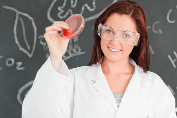 Cientista bonito segurando uma placa de Petri — Fotografia de Stock