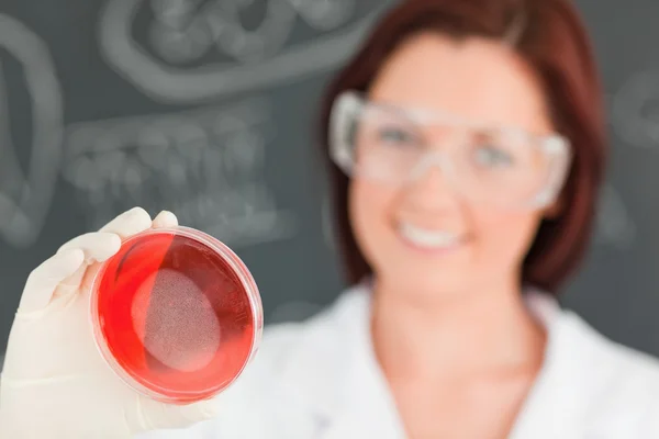 Närbild på en söt forskare tittar på en petriskål med ca — Stockfoto