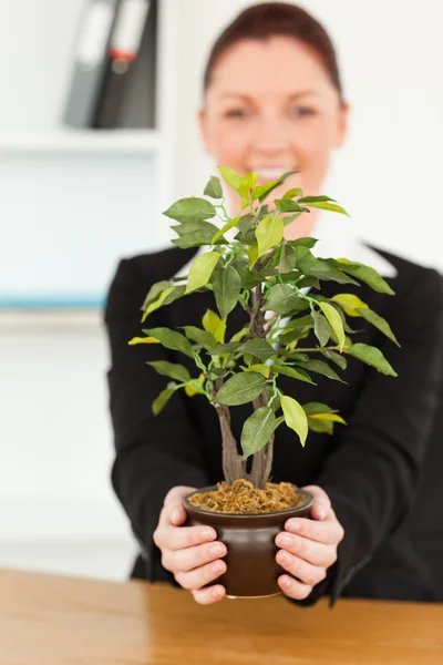 Mladá podnikatelka drží rostlinu — Stock fotografie
