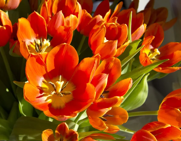 Tulpen im Sonnenlicht — Stockfoto