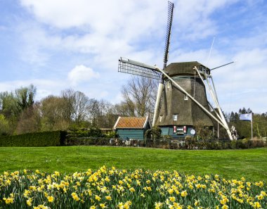 Nergis, Hollanda ile geleneksel Hollanda Yeldeğirmeni