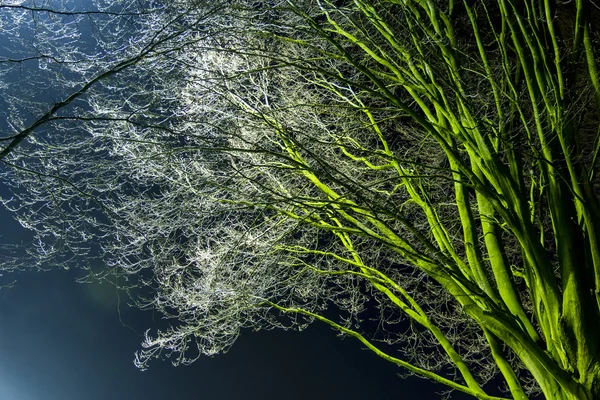 stock image Tree at night in the amazing light