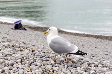 Çift altında bir şemsiye ve martı shingle Plajı