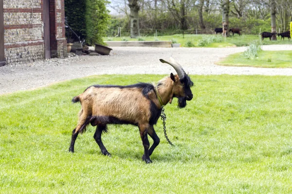 Shaggy koz pasoucí se na trávníku ve dvoře farmhous — Stock fotografie