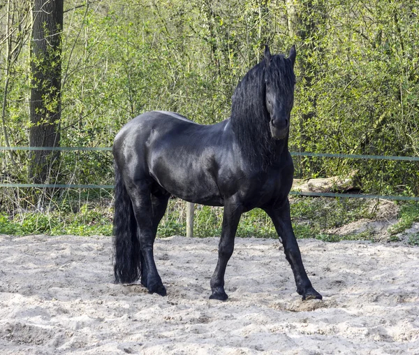Смешная чёрная лошадь — стоковое фото