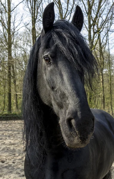 Grappige zwarte paard — Stockfoto