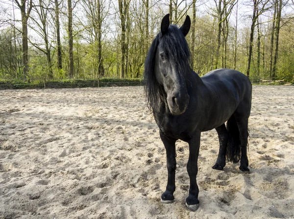 Rolig svart häst — Stockfoto