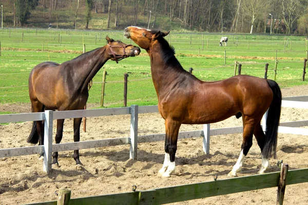 他の馬をかむしようとすると、1 つの馬 — ストック写真