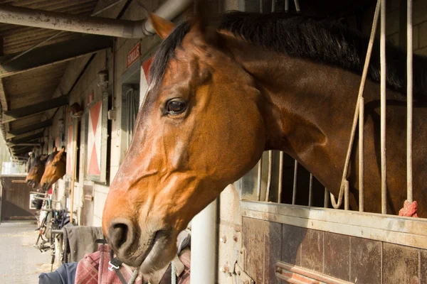 Koně ve stájích — Stock fotografie