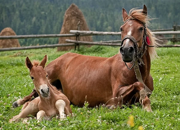 Лошадь, две лошади — стоковое фото