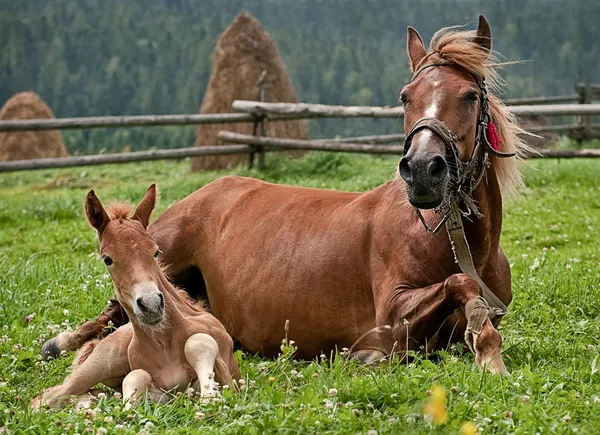 Ló, két ló Stock Fotó