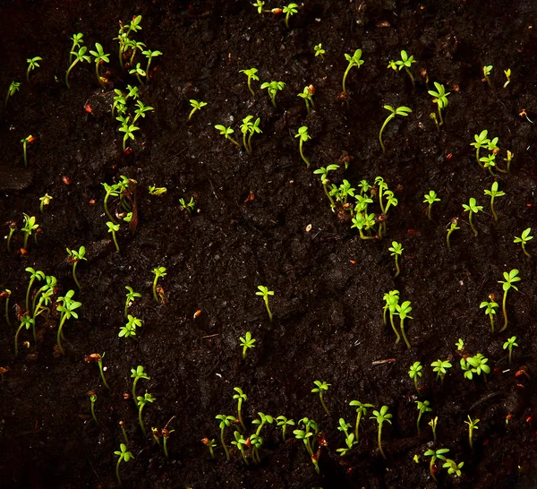 Выращивание салата из водяного кресса — стоковое фото