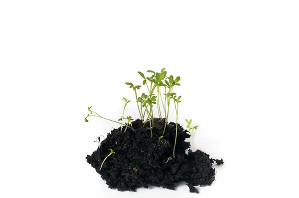 Növény, csíráztatott mag, nőnek, zöld — Stock Fotó