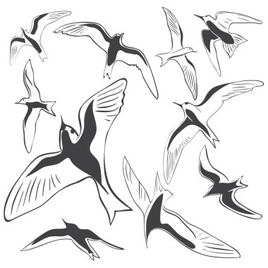 Set of Sea Birds clipart