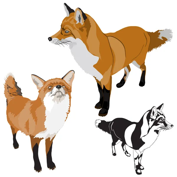 Set of foxes — Stock Vector