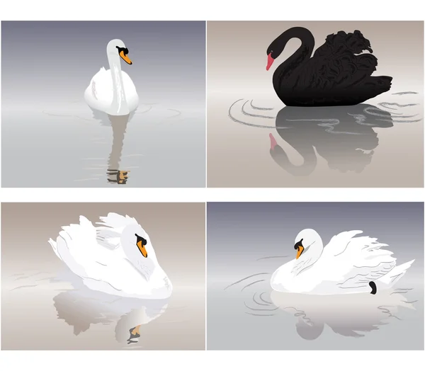 Set of Sea Swans — Stock Vector