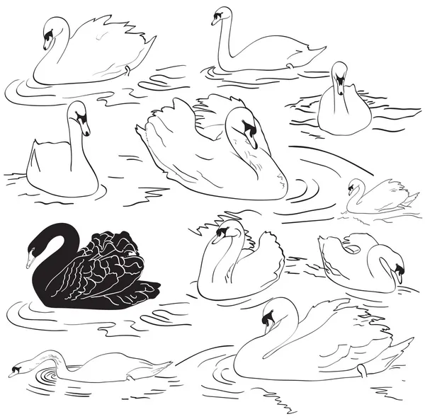 海の白鳥のセット — ストックベクタ