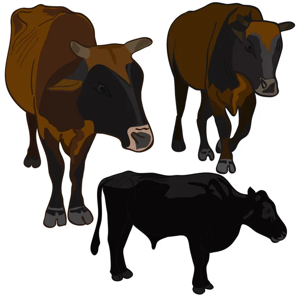 Bulls set — Stock Vector