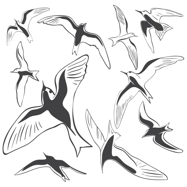 Ensemble d'oiseaux de mer — Image vectorielle