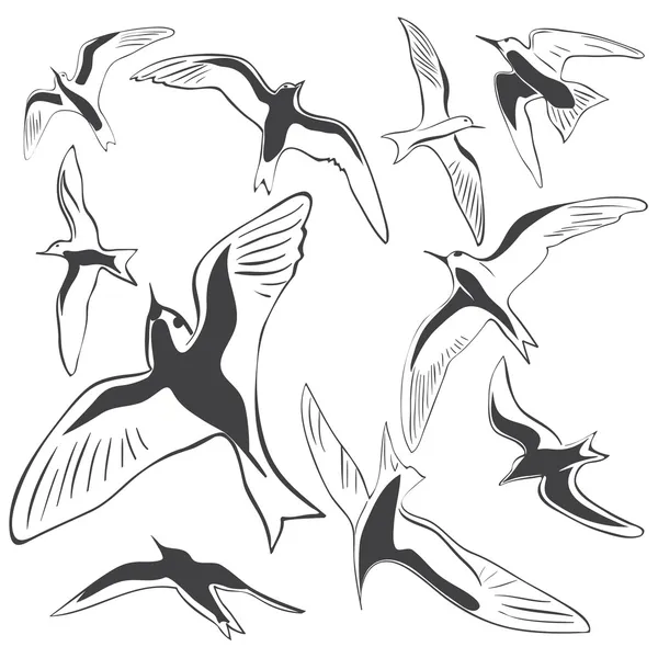 海の鳥のセット — ストックベクタ