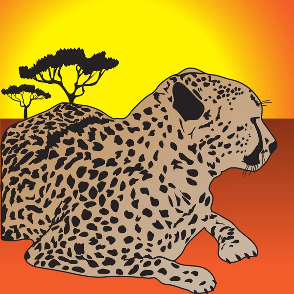 Geparden — Stockvektor