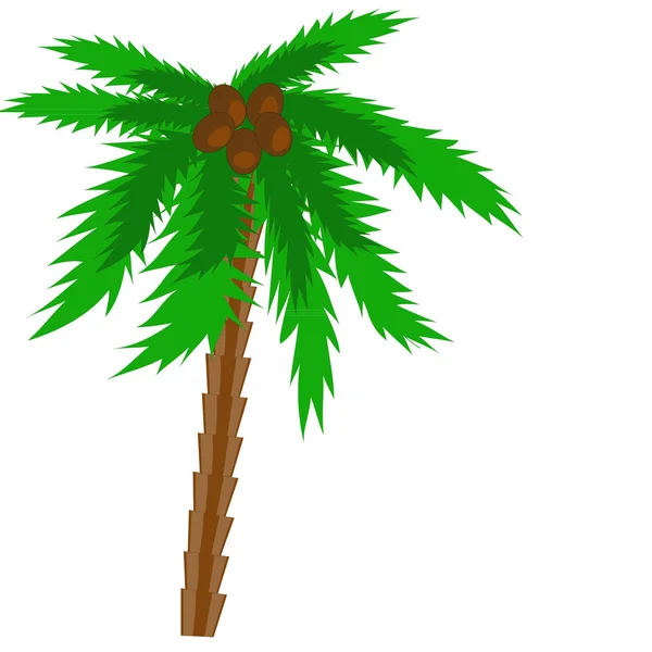 Пальма — стоковый вектор