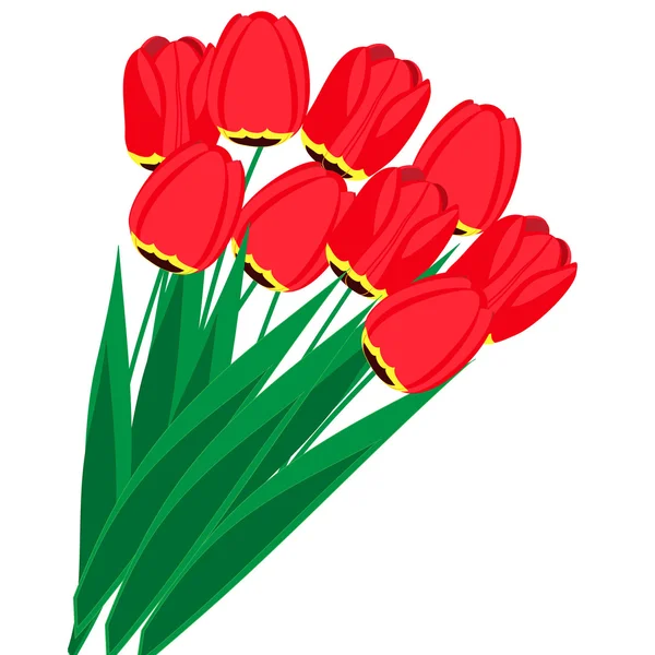 Bouquet of tulips — Stock Vector