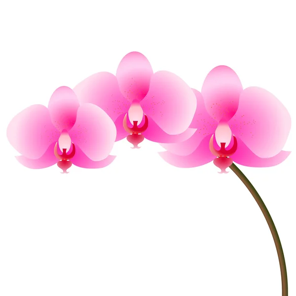 stock vector Orchid