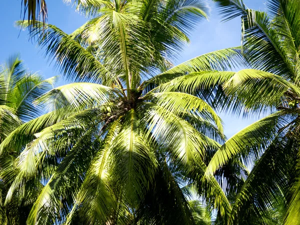 stock image Coco palms