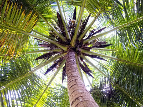 stock image Coco palms