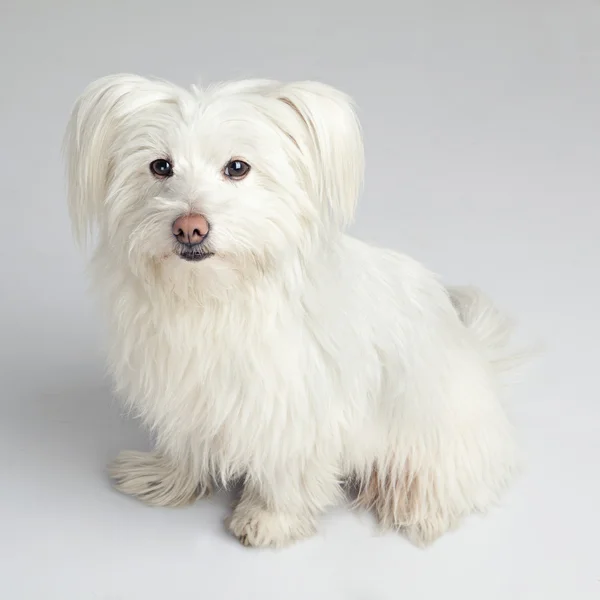 De mooie witte pluizige hond Stockafbeelding