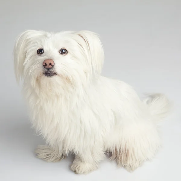 Der schöne weiße flauschige Hund Stockbild