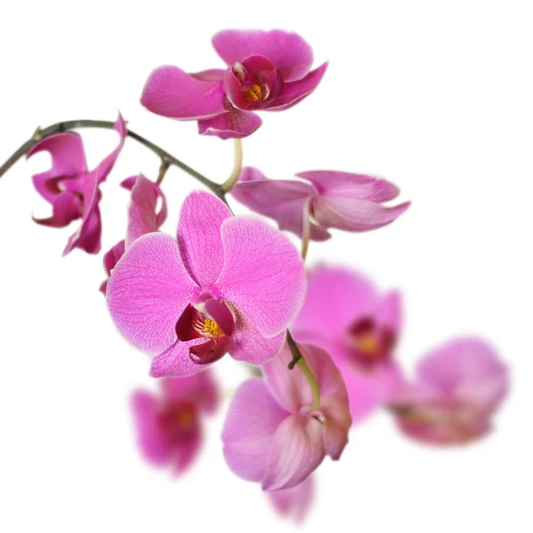 stock image Pink Orchid