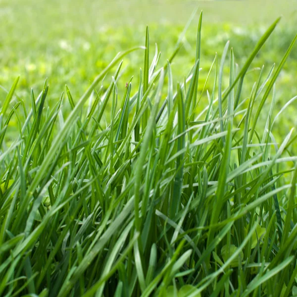 stock image Green grass