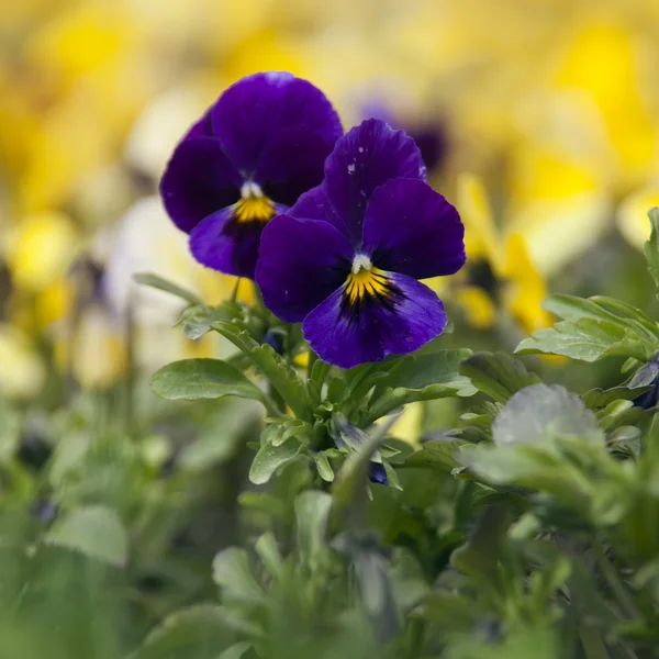 Viola tricolora — Foto de Stock