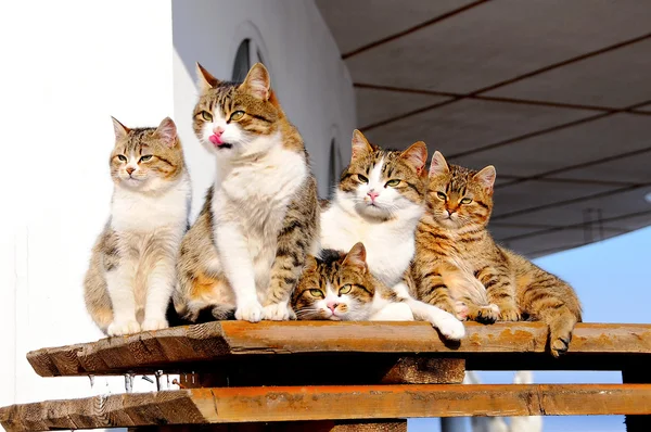 Familia tipo gato — Foto de Stock