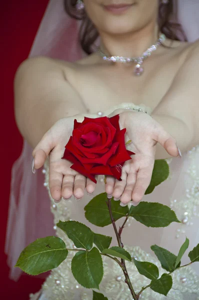 En rød rose – stockfoto