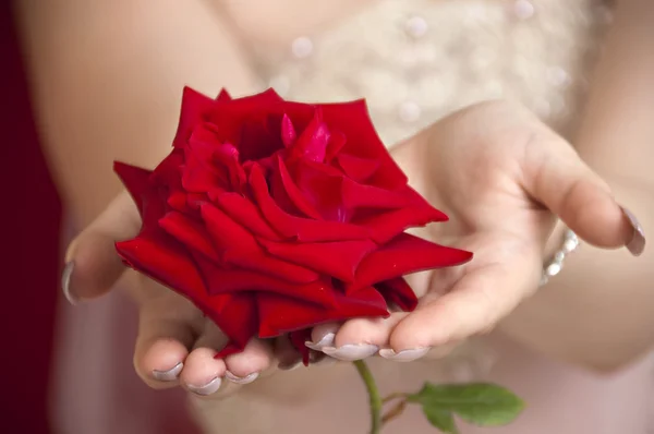 One red rose Stock Image